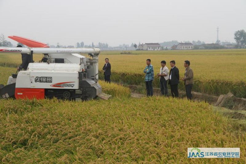 2015年不同水稻新品种系在苏北沿海地区的示范效果
