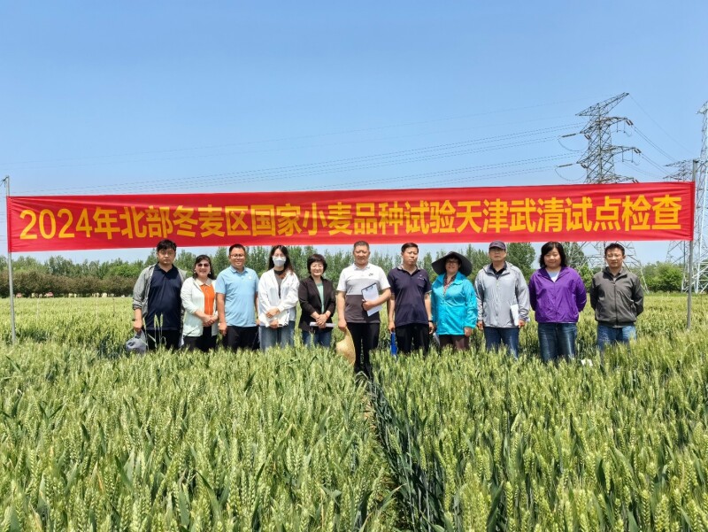 对促进北部冬麦区国家小麦品种试验质量提升,品种审定和小麦生产发展